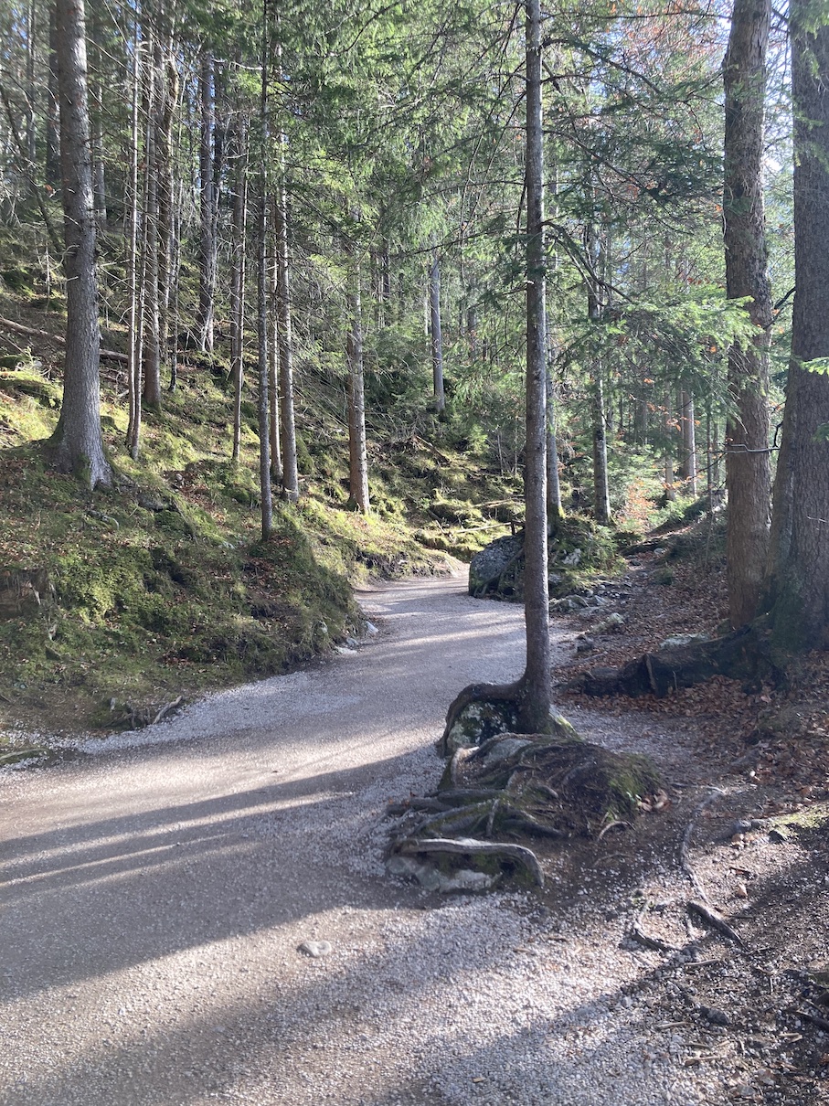 Waldweg mit Wurzeln